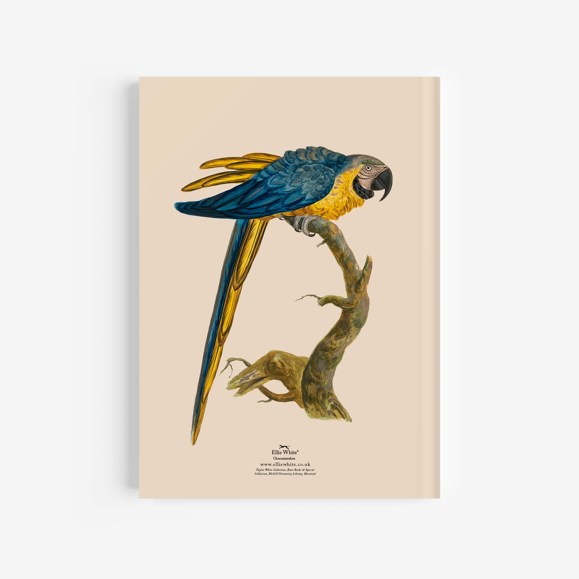 Blue &Amp; Yellow Macaw A4 Journal / Notebook Rear Cover