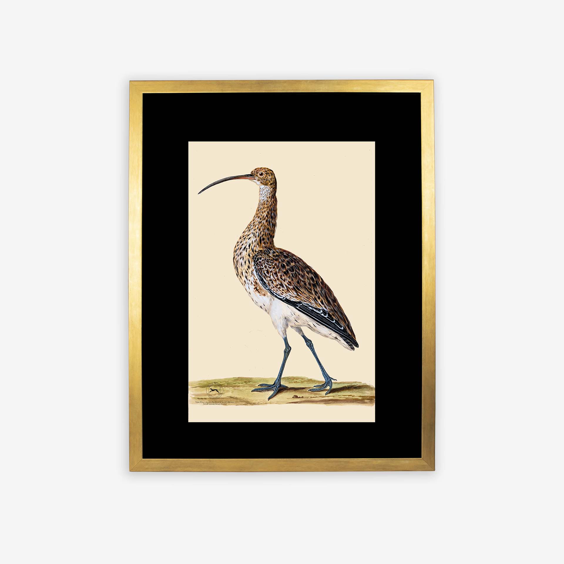 Curlew Framed Print With Gold Frame & Black Mount - 12in x 16in