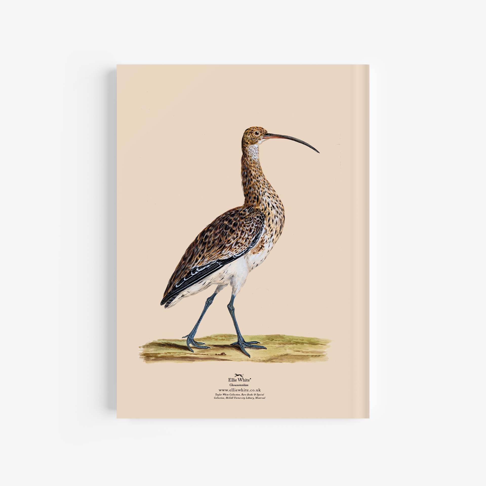 Curlew A4 Journal / Notebook Rear Cover