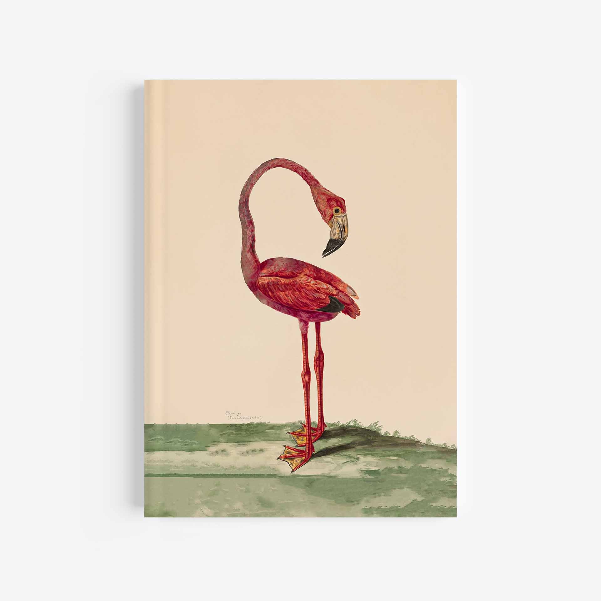Flamingo Journal / Notebook - 5in x 7in