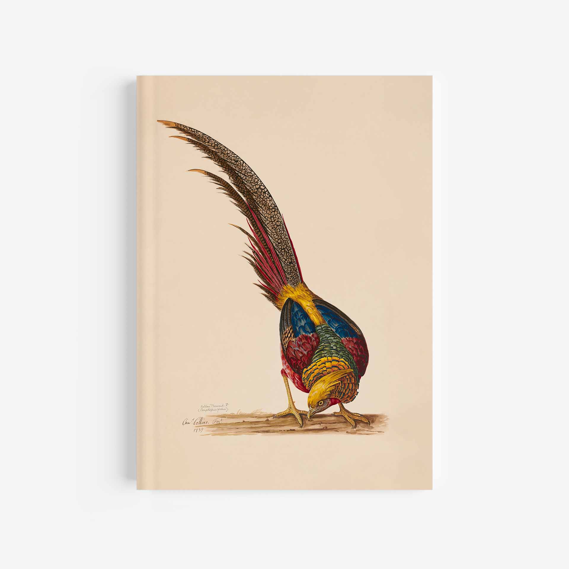 Golden Pheasant Journal / Notebook - 5in x 7in