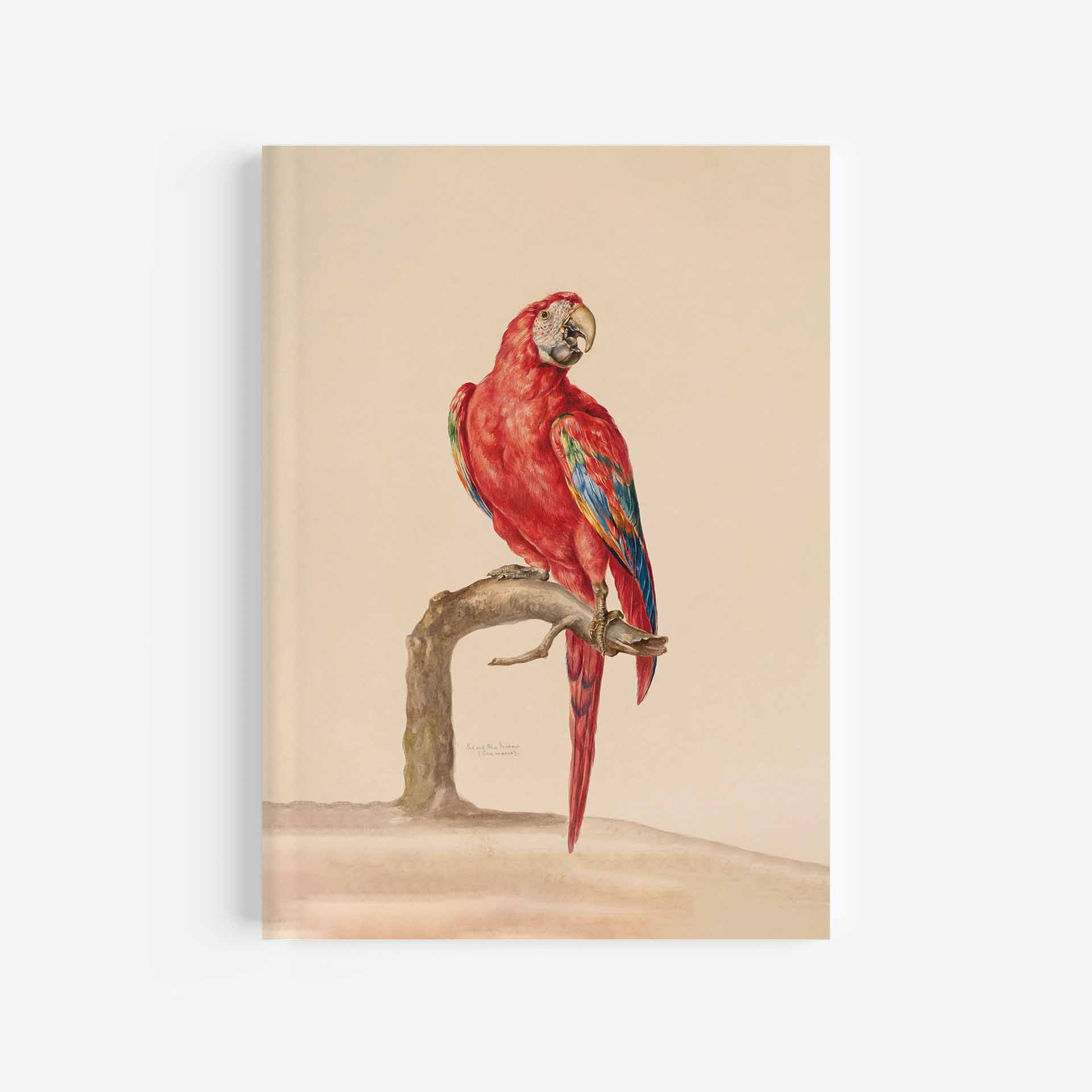 Red & Blue Macaw Journal / Notebook - 5in x 7in