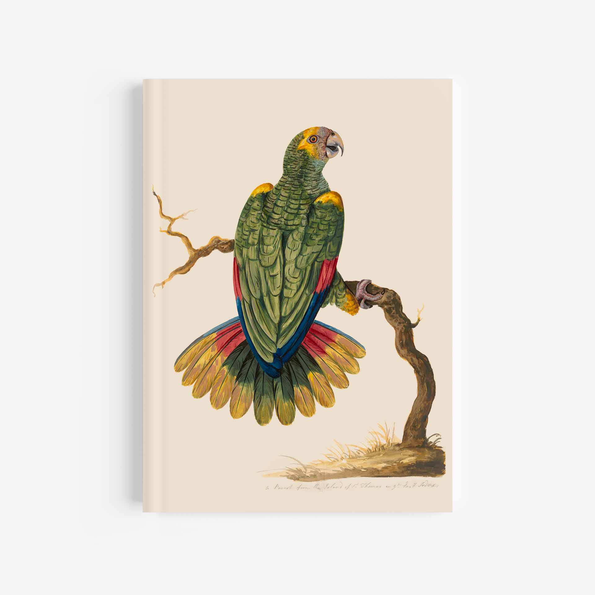 Parrot of St Thomas Journal / Notebook - 5in x 7in