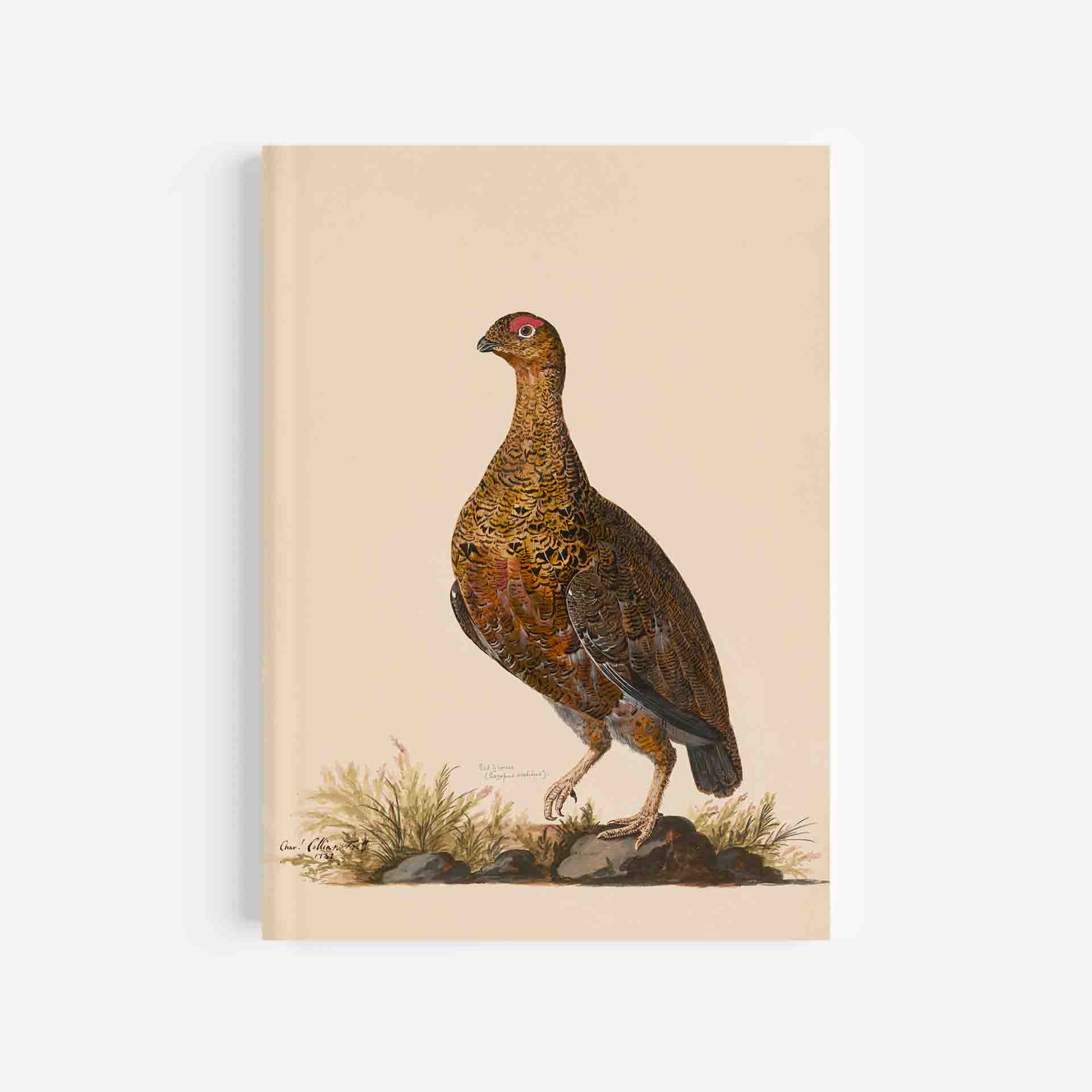 Red Grouse Journal / Notebook - 5in x 7in