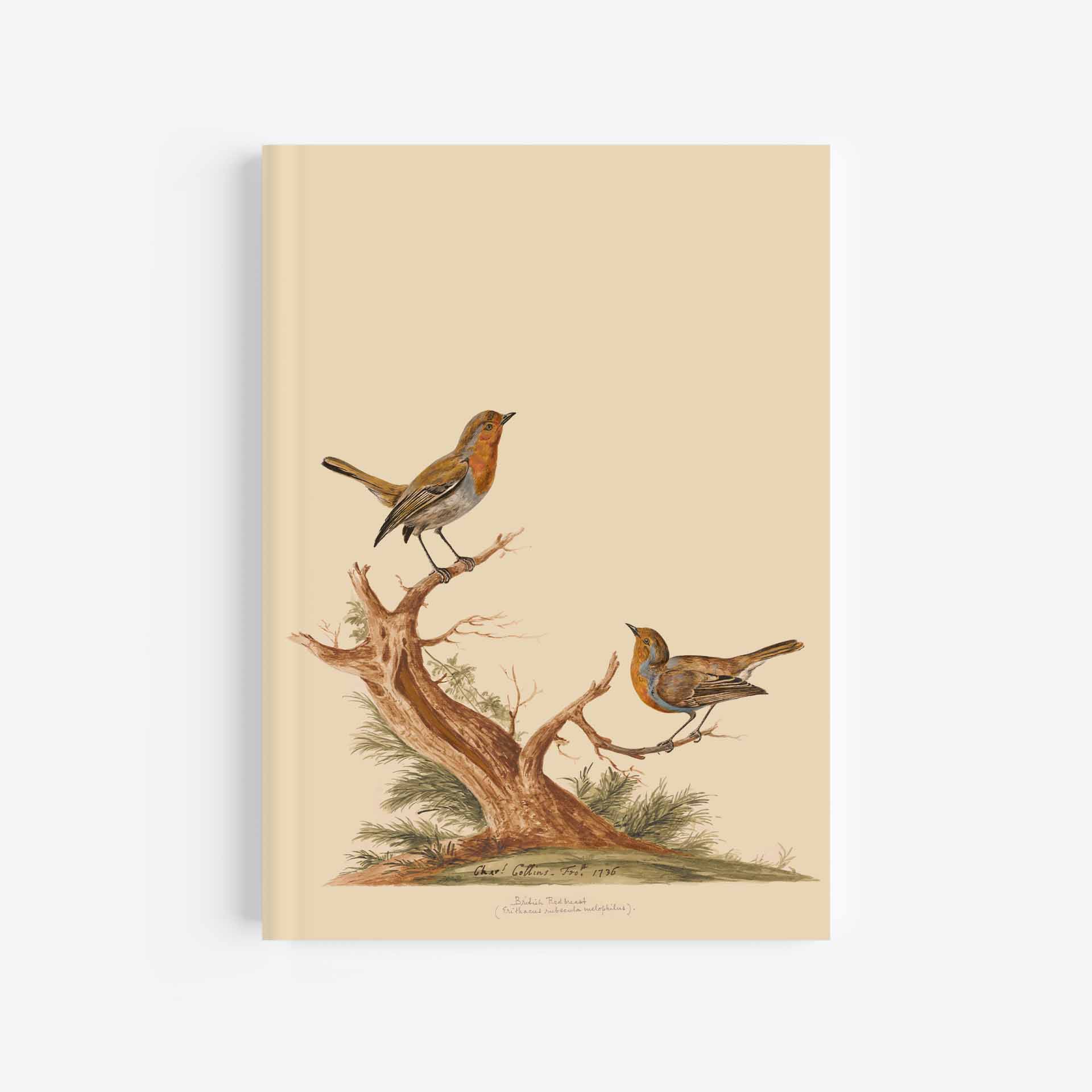 Robin Journal / Notebook - 5in x 7in