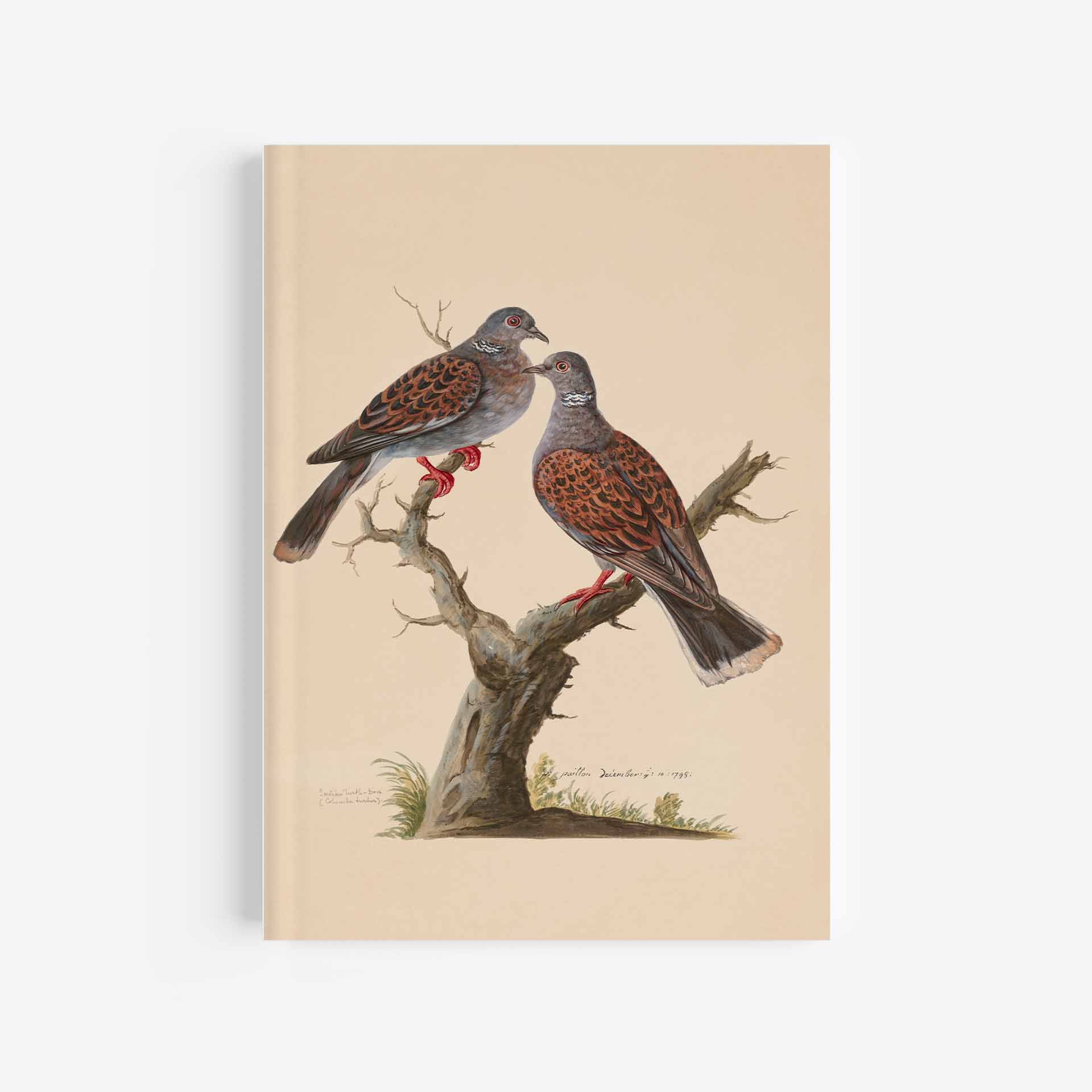 Turtle Dove Journal / Notebook - 5in x 7in