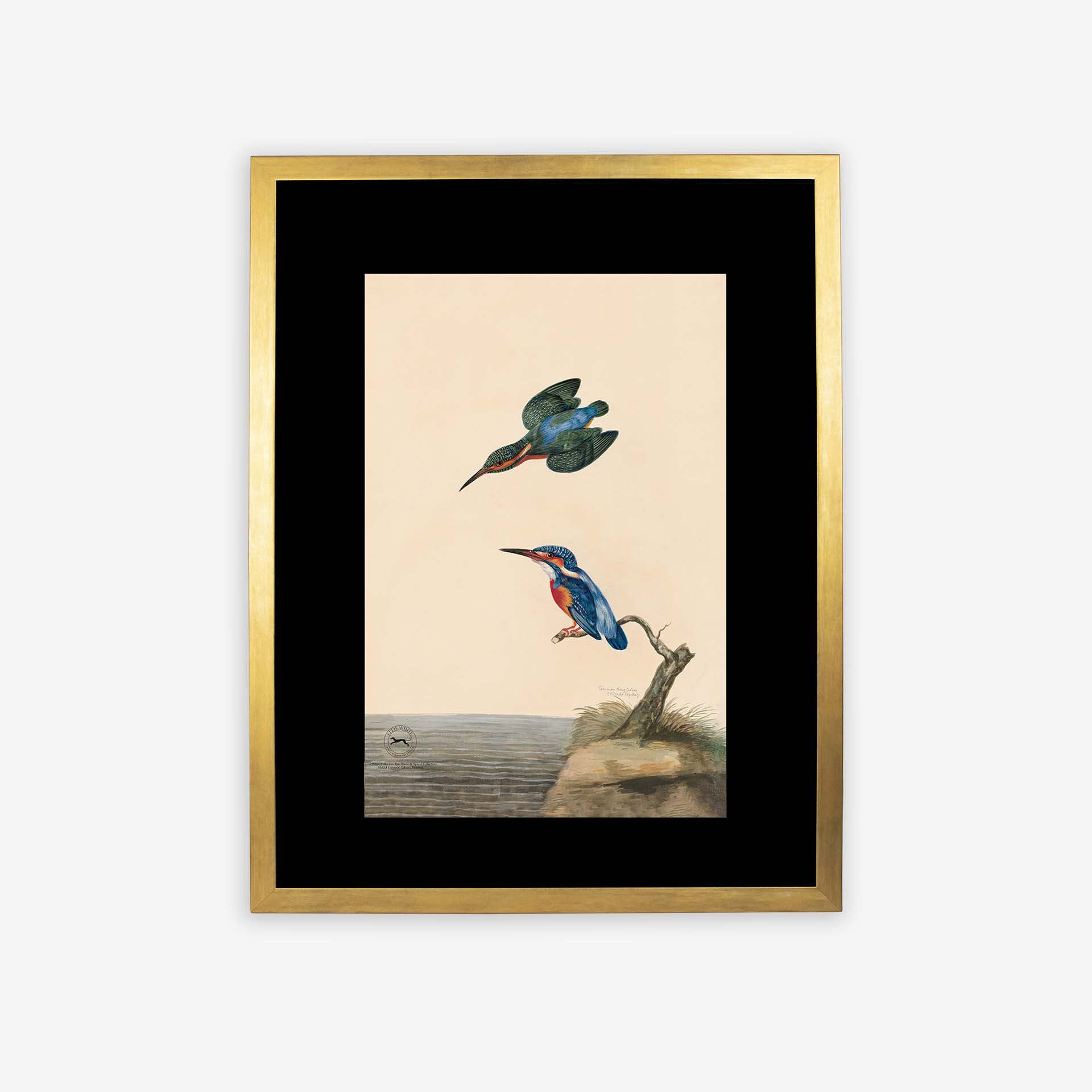Kingfisher Framed Print With Gold Frame & Black Mount - 12in x 16in