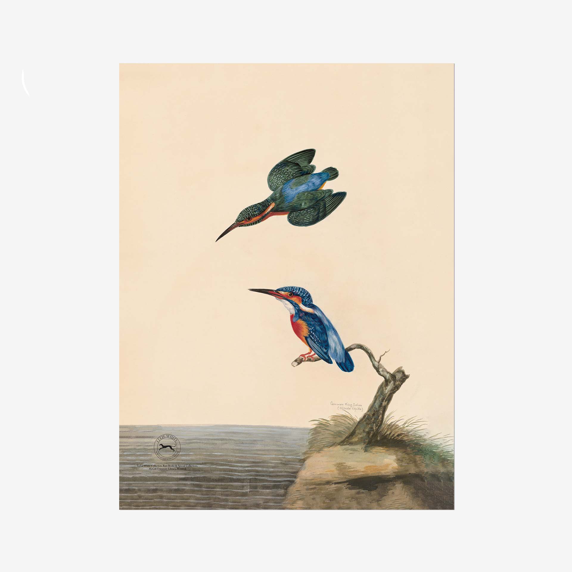 Kingfisher Fine Art Print