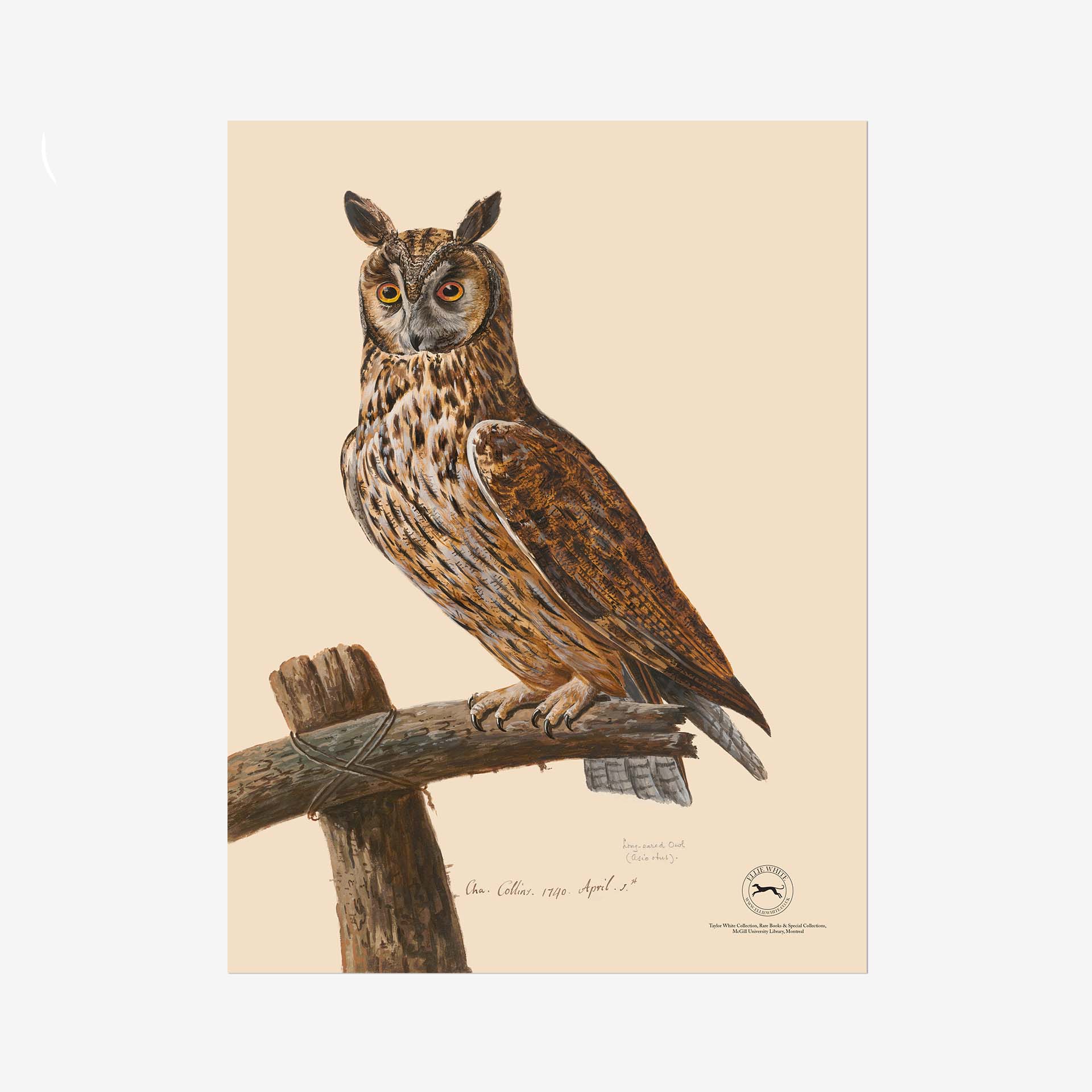 Featured image for “Long Eared Owl Fine Art Print”