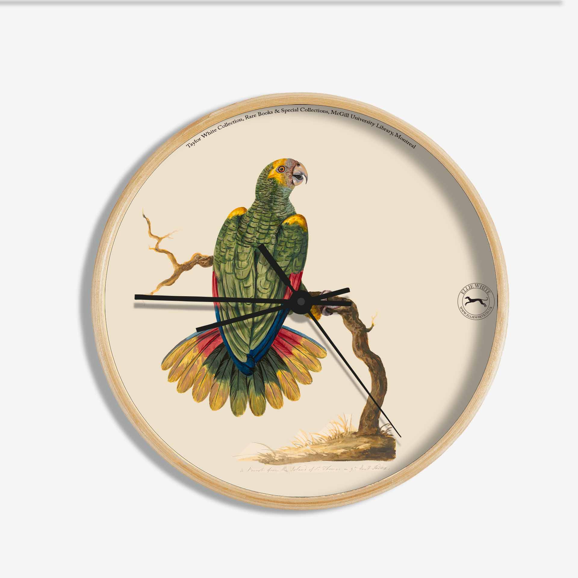 Featured image for “Parrot of St Thomas Wall Clock”