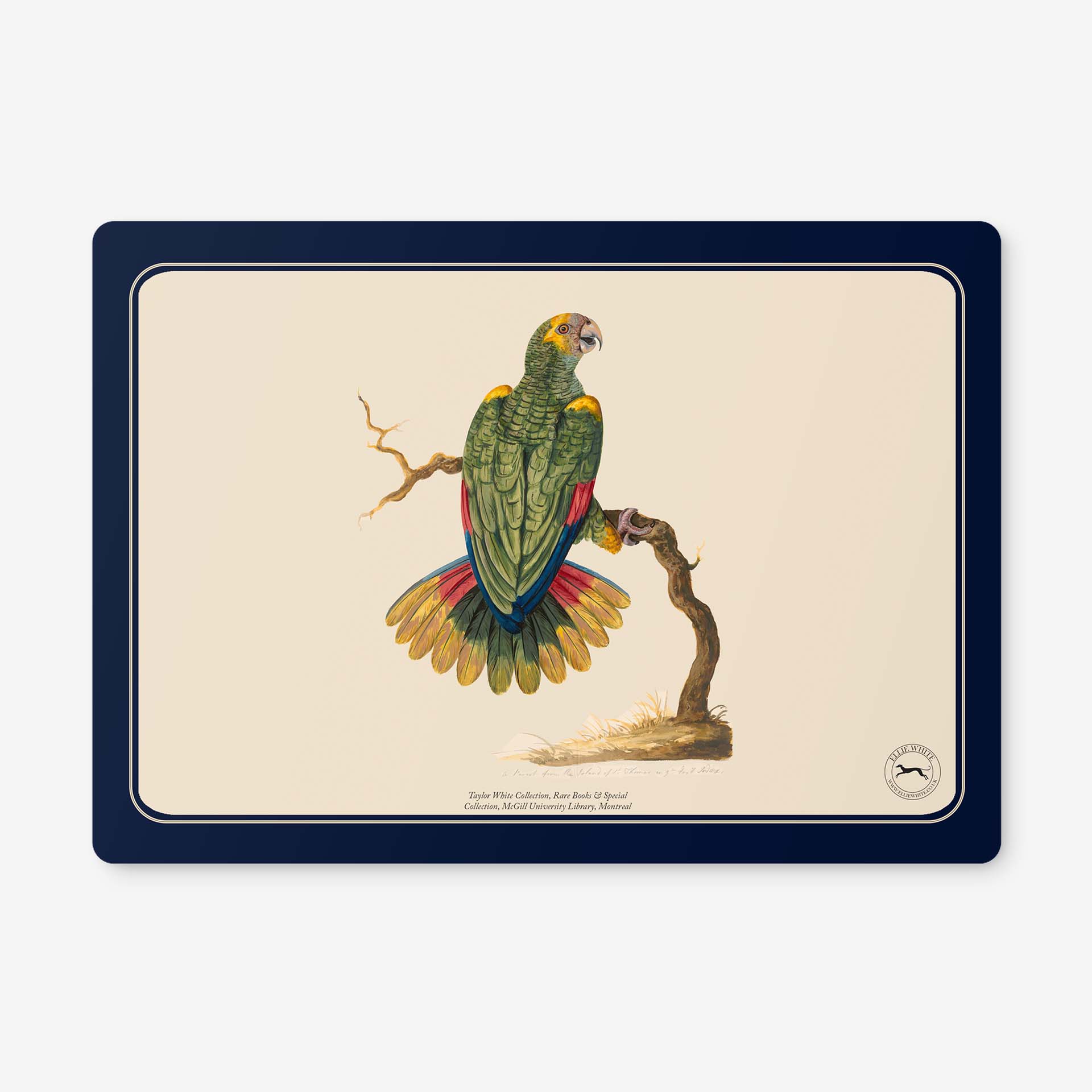 Parrot Of St Thomas Placemats