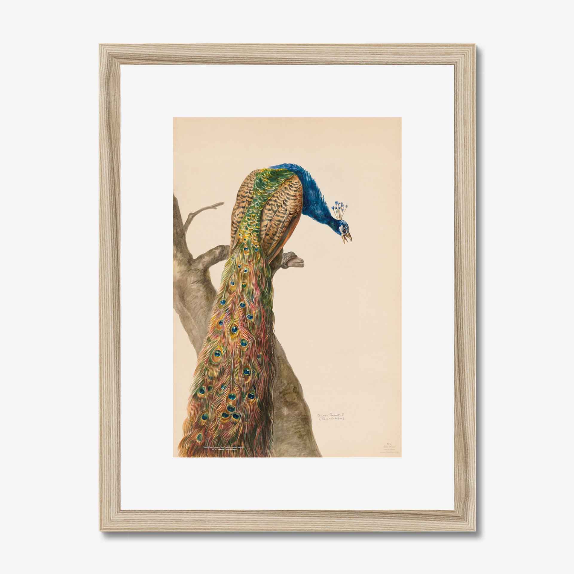 Peacock Print In Natural Frame With Black Mount - 12&Quot; X 16&Quot;