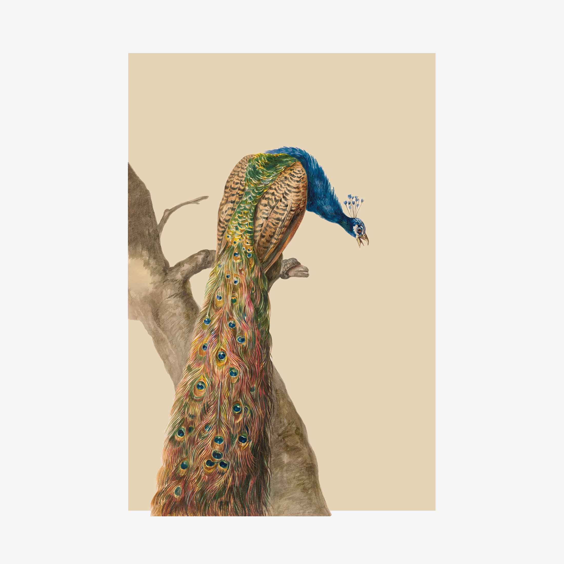 Peacock Greetings Card | Packs Of 10/20/50