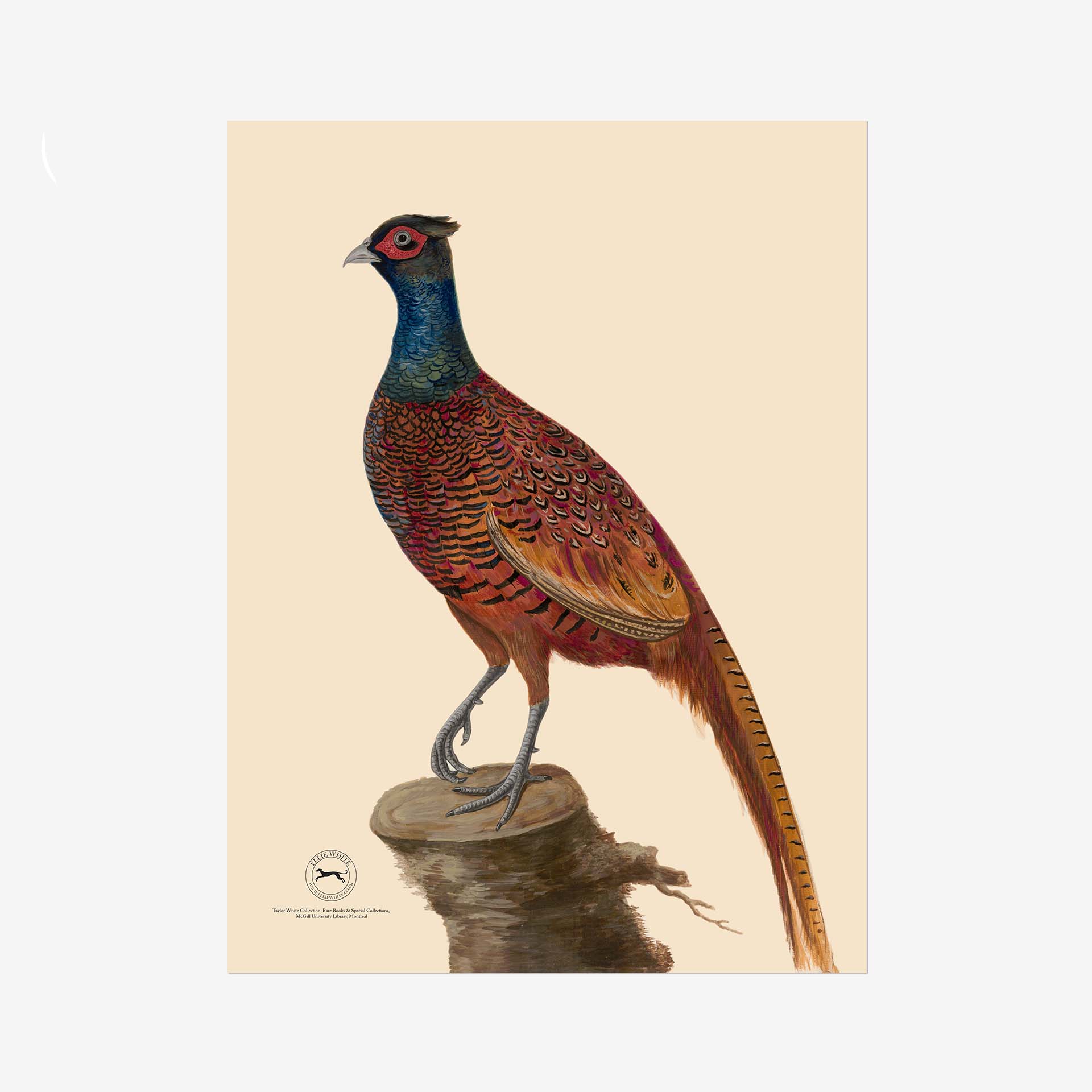 Pheasant Fine Art Print