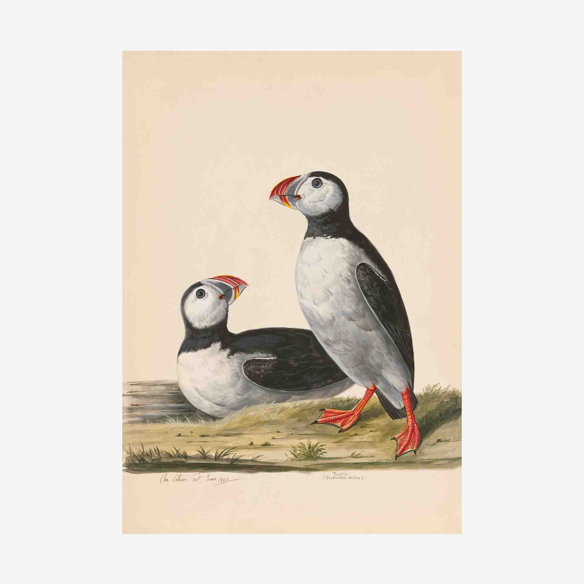 Puffin Greetings Card | Packs Of 10/20/50