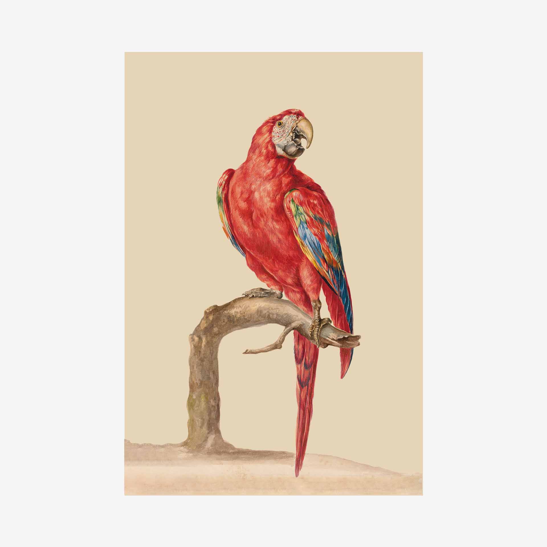 Red & Blue Macaw Greetings Card | Packs Of 10/20/50