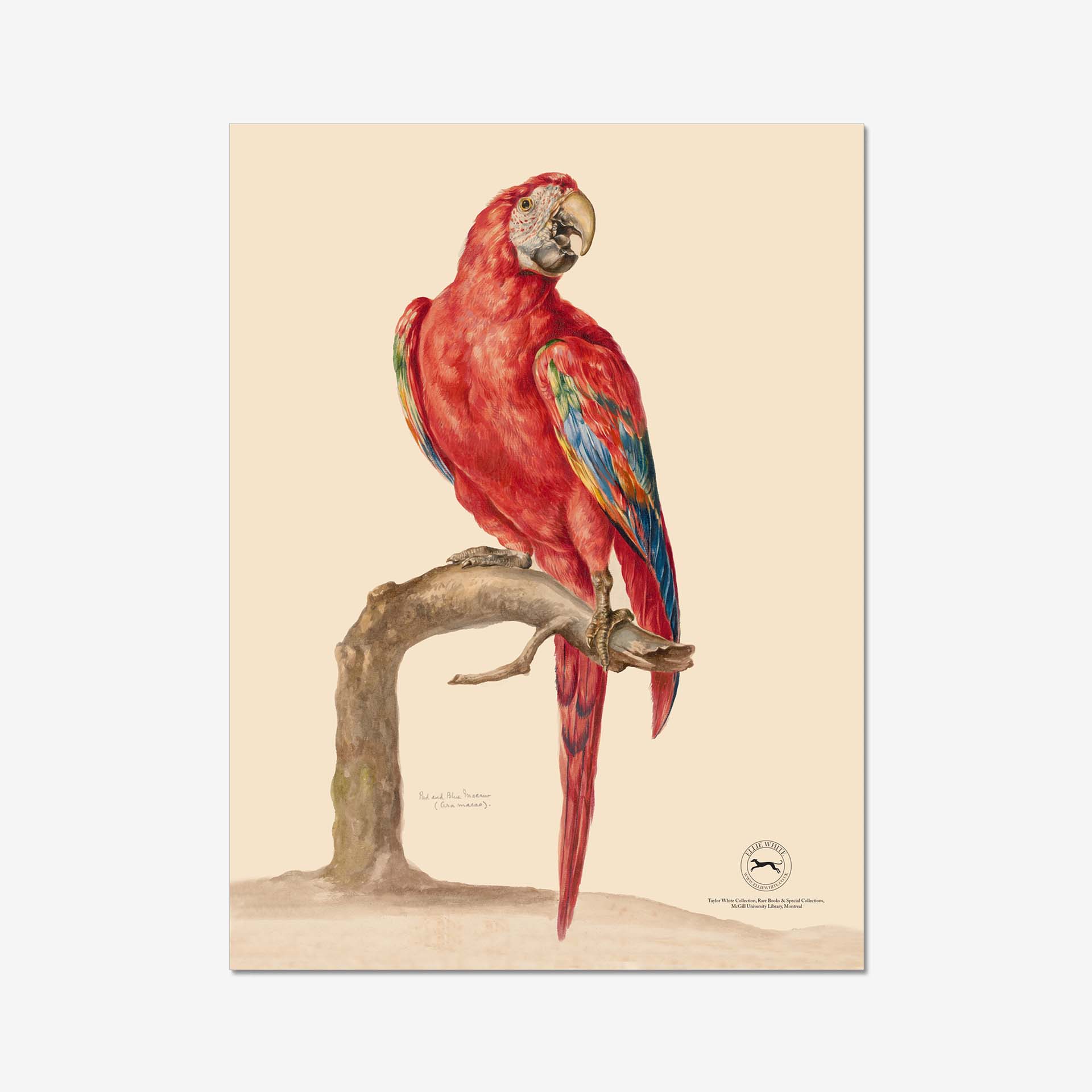 Red & Blue Macaw Fine Art Print