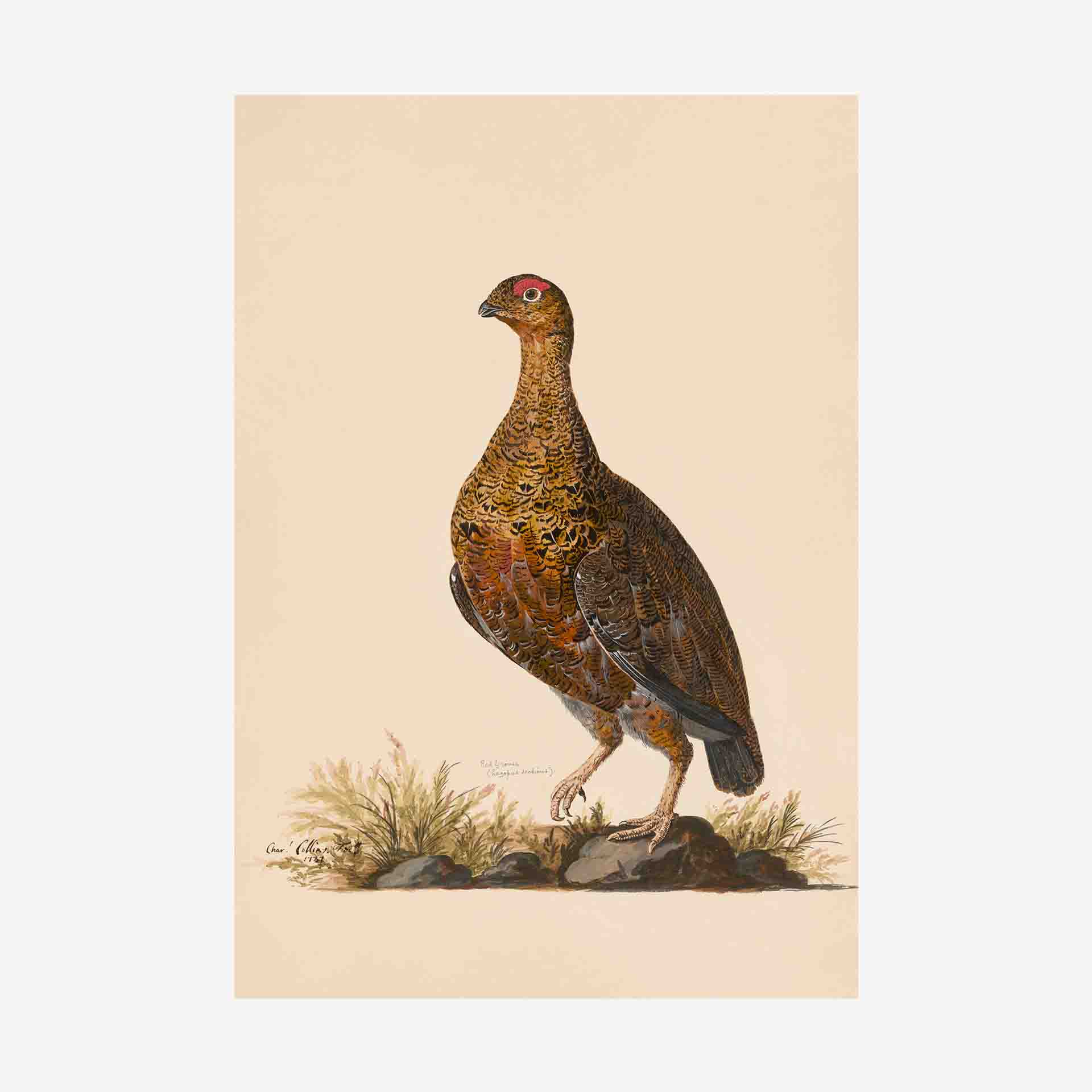 Red Grouse Greetings Card | Packs Of 10/20/50