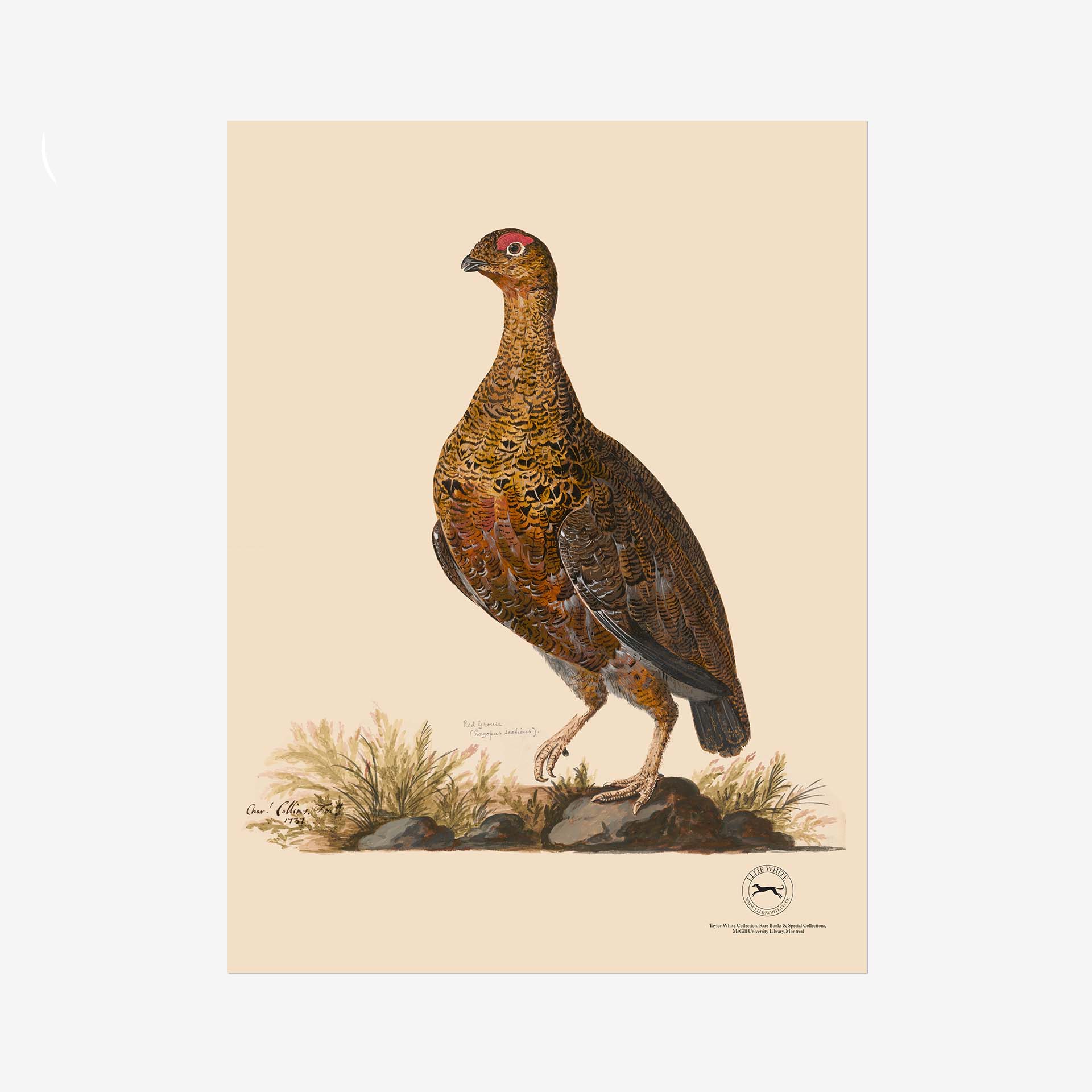 Red Grouse Fine Art Print