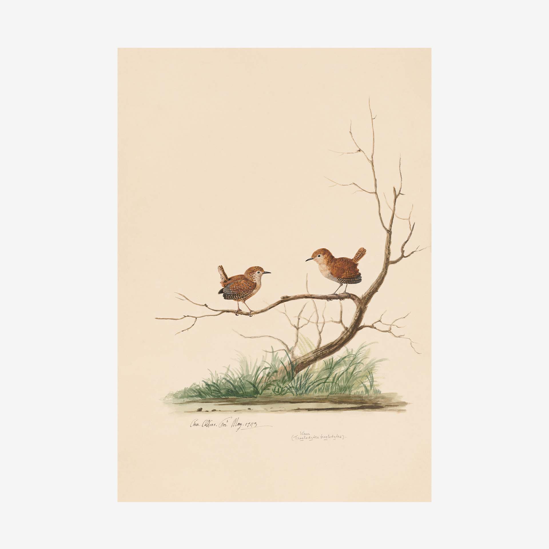 Featured image for “Wren Greetings Card | Packs of 10/20/50”