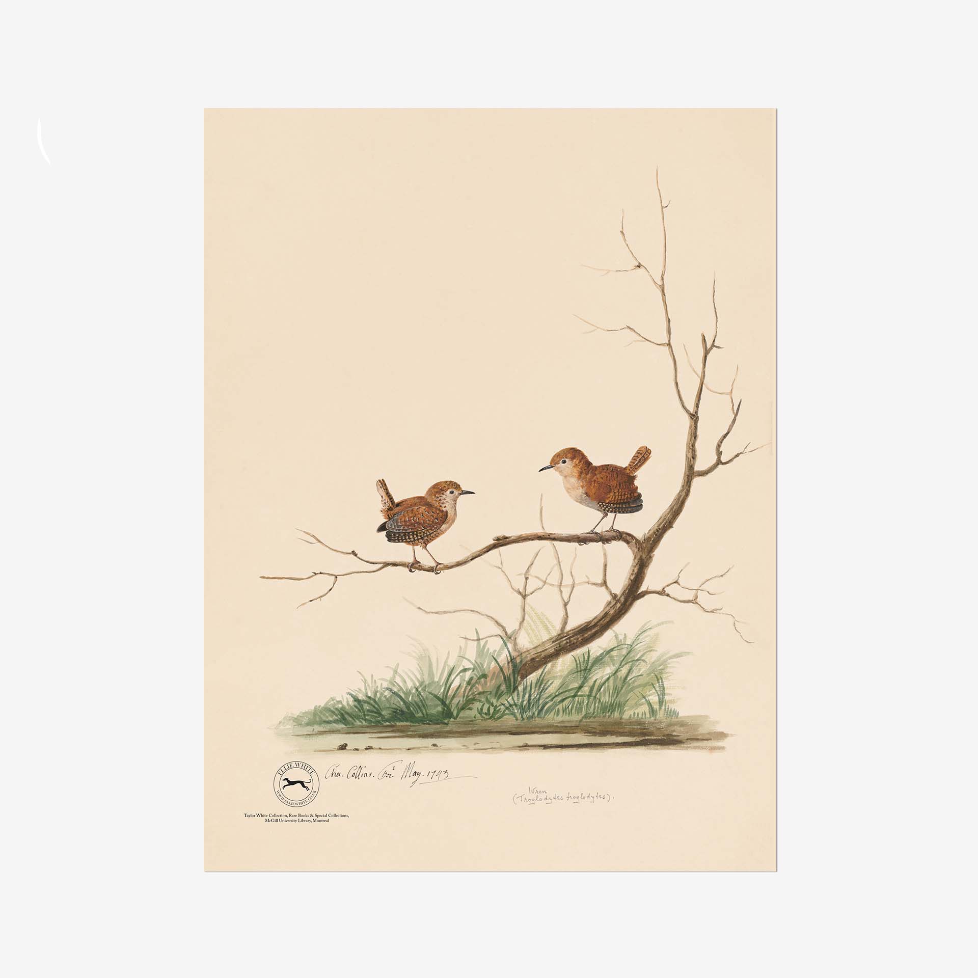 Wren Fine Art Print